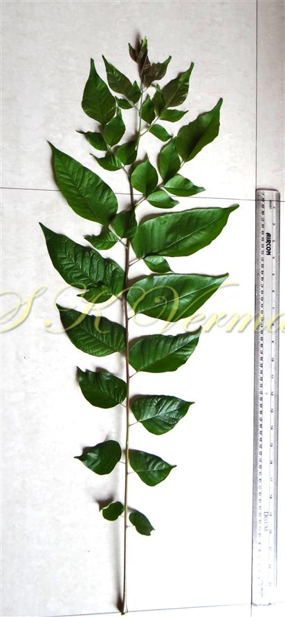  Leaf